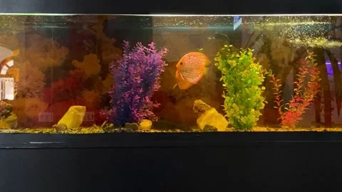 View of an aquarium with fish. 動画素材 343342663