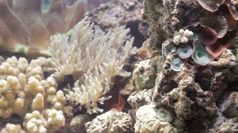 View of the aquarium Stock Footage 11233628