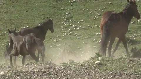 View of the Arab horses in the steppes of Oman. Stock-Footage 114523894