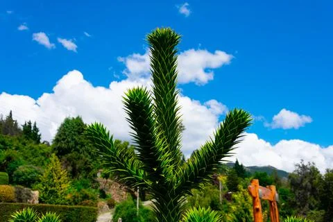 View of an Araucaria tree Stock-Fotos