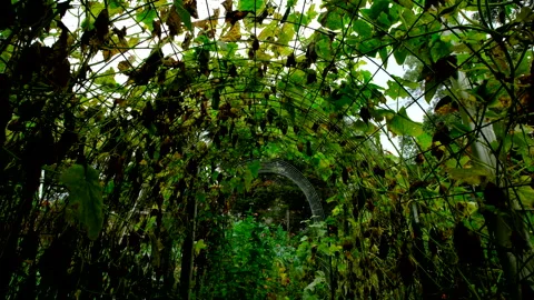 View at arch shaped trellis full of slowly withering cucumber plants Video stock 331831808