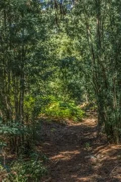View of archaic path in the middle of the forest of eucalyptus Stock Photos