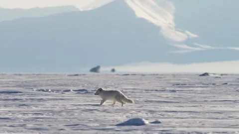 View of an arctic fox on a snowy landscape, Iceland. Video stock 339952167