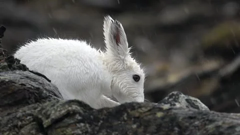 View of an arctic hare on dark rocks in Greenland. Stock Footage 339919068
