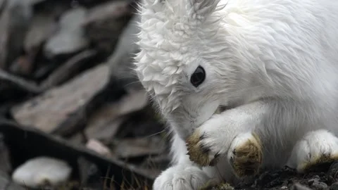 View of an arctic hare grooming its white fur in Greenland. Stock Footage 339952120