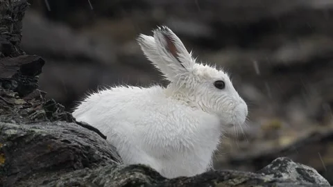 View of an Arctic hare in the rocky landscape, Greenland. Stock Footage 339919078