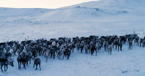 View of the Arctic Mountains. Aerial view of herd of reindeer, which ran on snow Vidéo 80805487