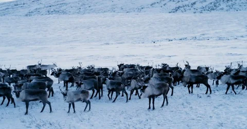 View of the Arctic Mountains. Aerial view of herd of reindeer, which ran on snow Stock Footage