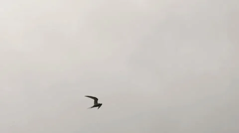 View of Arctic terns flying Stock Footage 56082915