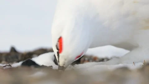 View of an Arctic Willow Ptarmigan in the snow, Greenland. Stock Footage 339918695