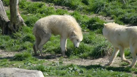 View of an arctic wolf in a park Video stock 177835478