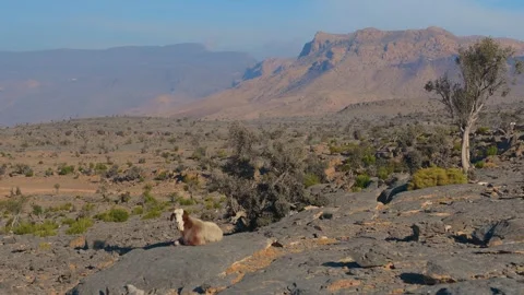 View of Arid Mountains and Landscape in Wadi Bani Khalid, Oman, with a Wild Anim Video stock 324849093