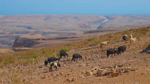 View of Arid Mountains and Valley with Grazing Goats in Wadi Bani Khalid, Oman Stock Footage 324851255