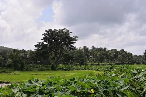 A view of an Arjun tree in the middle of a paddy Foto stock