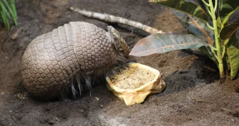 View of an armadillo Stock Footage 258415125