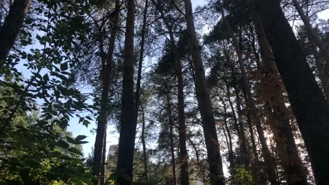 View around in the autumn forest. Smooth rotation of the camera. Stock Footage 140893807