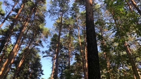 View around in the autumn forest. Smooth rotation of the camera. Stock Footage 140893842
