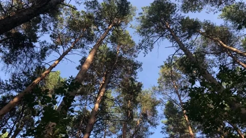 View around in the autumn forest. Smooth movement of the camera. Stock Footage 141920359