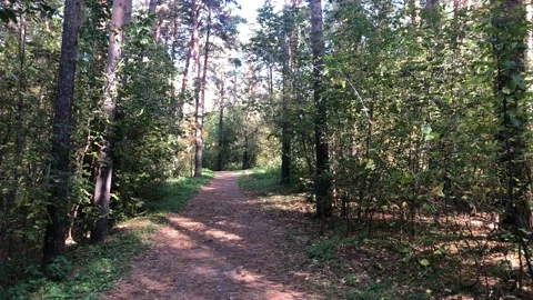 View around in the autumn forest. Smooth rotation of the camera. Stock Footage 141920728