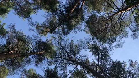 View around in the autumn forest. Smooth movement of the camera. Stock Footage 141920841