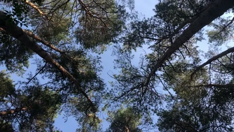 View around in the autumn forest. Smooth movement of the camera. Stock Footage 141920885