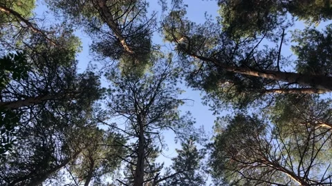 View around in the autumn forest. Smooth movement of the camera. Stock Footage 141920925