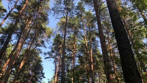 View around in the autumn forest. Smooth rotation of the camera. Stock Footage 142015441