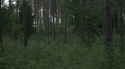 View around the green lush forest Video stock 63650491