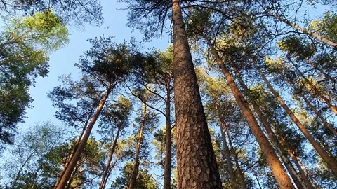 View around the pine trees Stock Footage 130279373