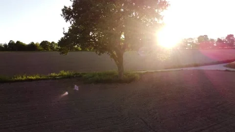 View around single tree in evening sun light 04 库存影片 194412328