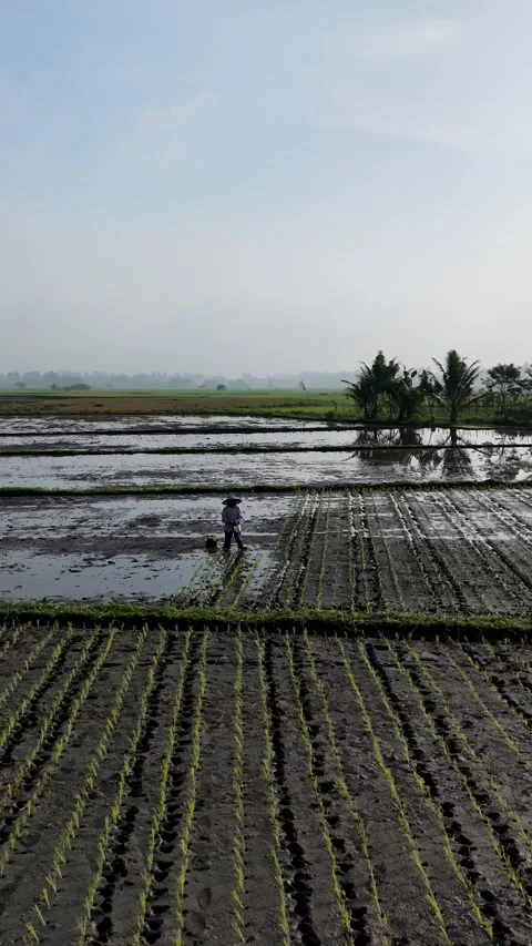 View of Asian Farmer Preparing to Plant Rice Seedlings in Muddy Paddy Field Stock Footage 346008683