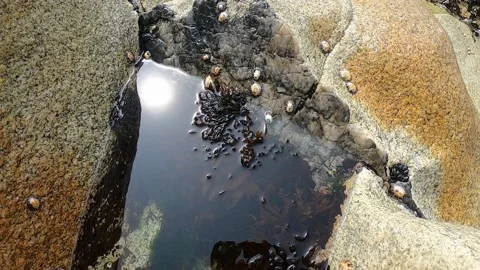 View of the Atlantic Ocean. Empty beach in Povoa de Varzim, Portugal on foggy Stock Footage 114581502