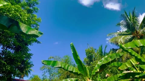 View of the atmosphere of the sky and trees of a natural Indonesian village Vídeo Stock 222714715