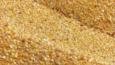 View from atop a Corn Grains in Tractor Trailer After Harvest Video stock 279210763