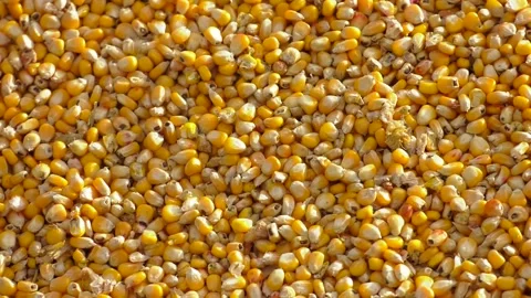 View from atop a Corn Grains in Tractor Trailer After Harvest. Stock-Footage 279210905