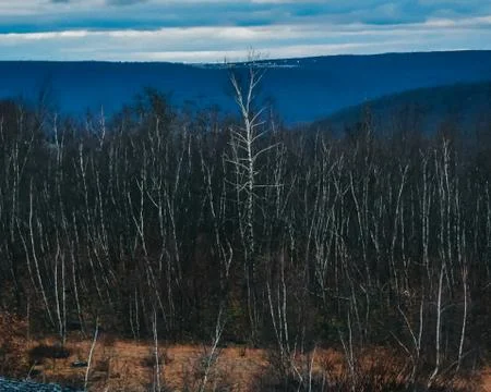 The View From Atop a Mountain Into a Dead Forest Stock Photos