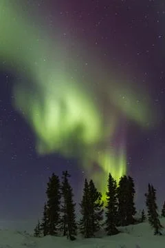 View of aurora borealis lighting up the boreal forest at Great Slave Lake during Stock-Fotos