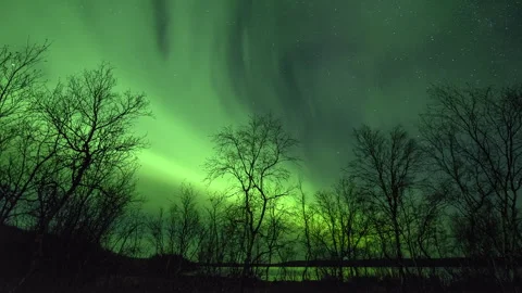 View of the aurora borealis through the trees Stock Footage 250293502