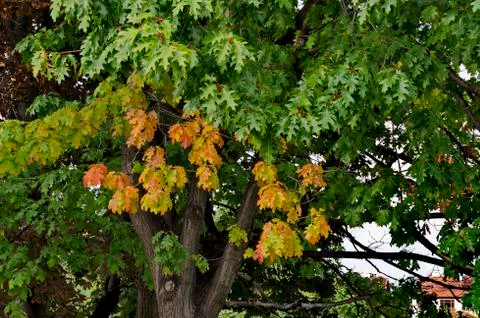 View of the autumn colored tree in front of the National Palace of Culture Stock Photos