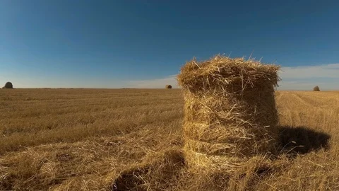 View of the autumn field Stock Footage 97395051