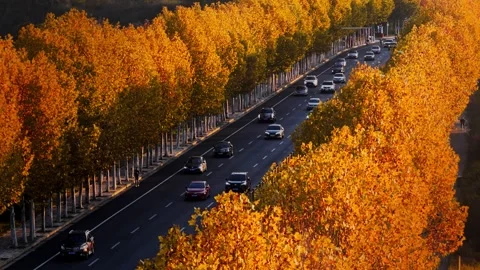 View of autumn forest and black asphalt road. Nature in China hunan. Video stock 326067382