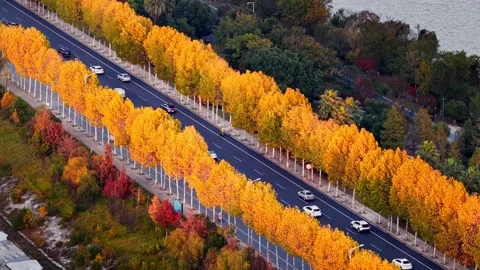 View of autumn forest and black asphalt road. Nature in China hunan. Stock Footage 326080249