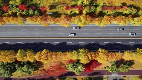View of autumn forest and black asphalt road. Nature in China hunan. Stock Footage 326081568
