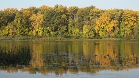 View of the autumn forest and river with floating ducks. Stock Footage 113353502