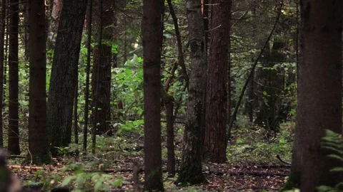 View of the autumn forest at the evening time. Stock Footage 98273570