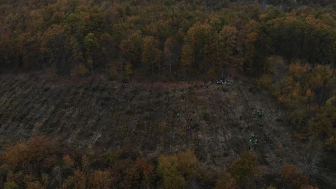 View of the autumn forest. Flying over the autumn forest. Stock Footage 125536733