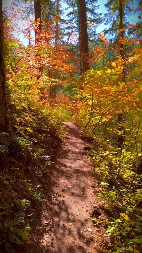 View of autumn in the forest Stock Footage 274350625