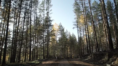 View of an autumn forest landscape Vidéo 69008712