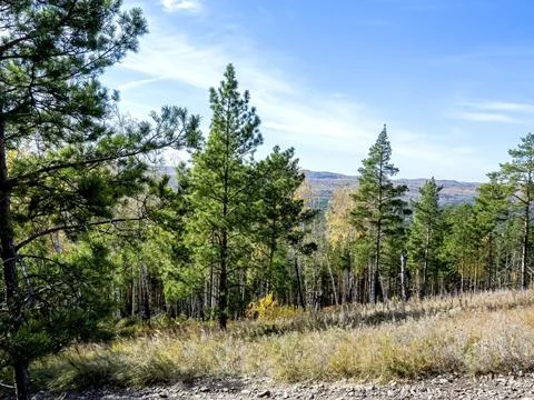 View of an autumn forest on a low mountain, southern Urals Stock Photos