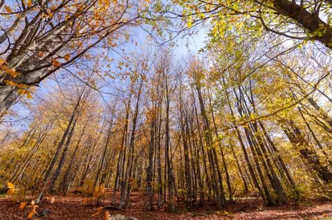 View of the autumn  in forest. Stock Photos